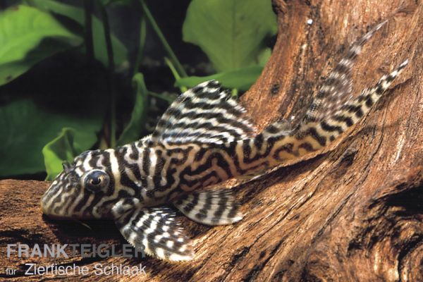 L066 Königstiger-Harnischwels/ Hypancistrus sp.